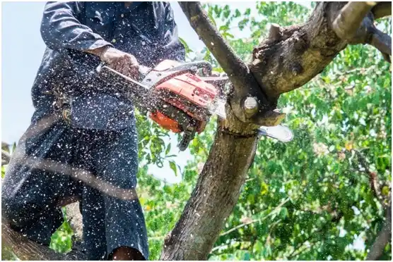 tree services Emajagua